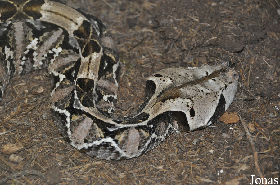 Bitis rhinoceros