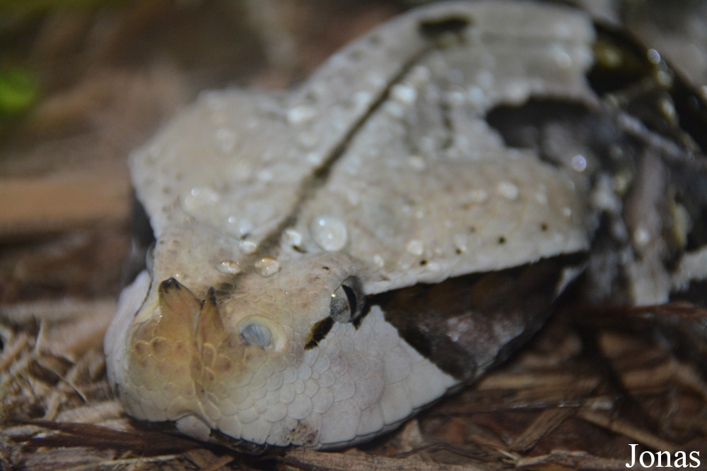 Bitis rhinoceros