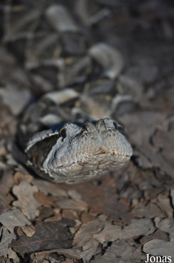 Bitis rhinoceros