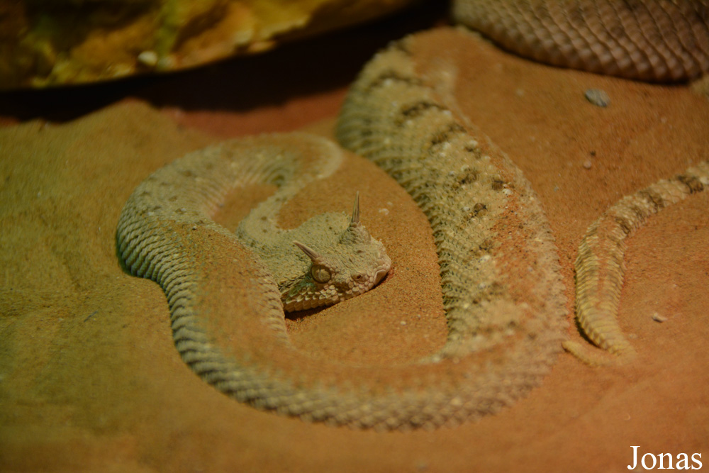 Cerastes gasperettii