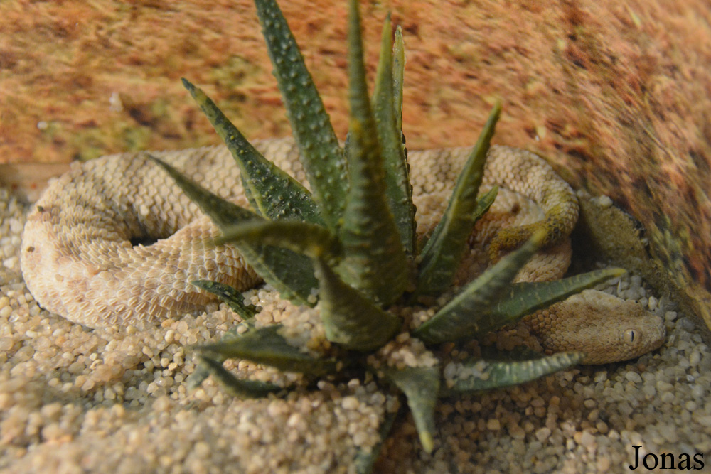 Cerastes vipera