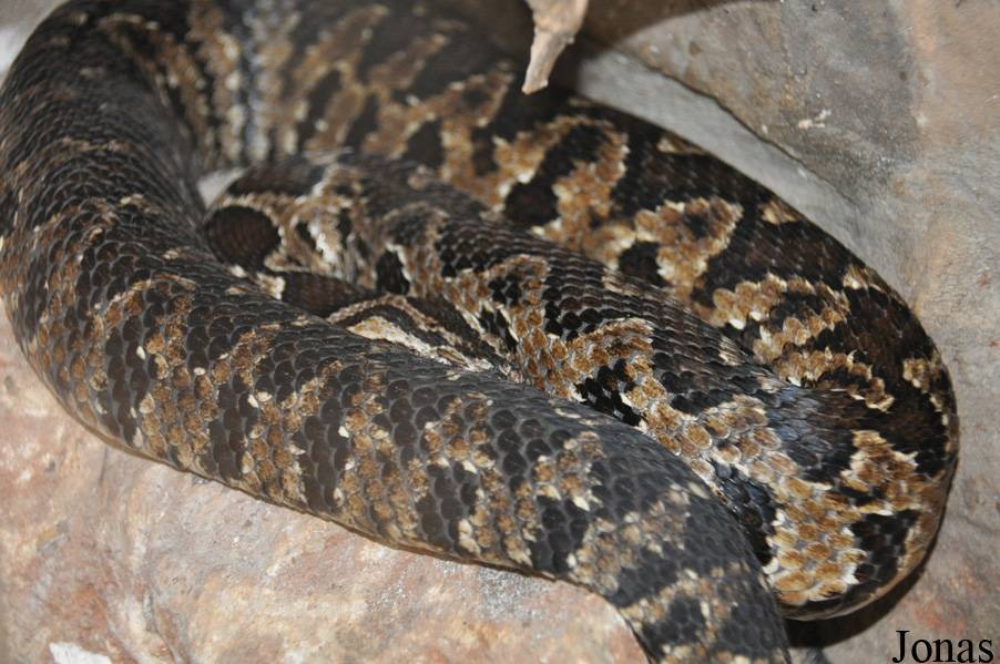 Daboia palaestinae