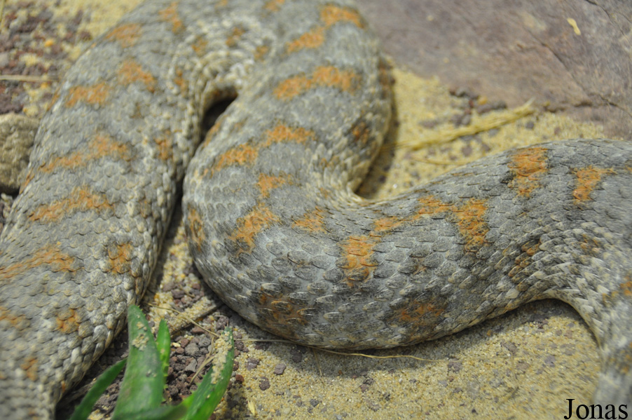 Macrovipera lebetina turanica