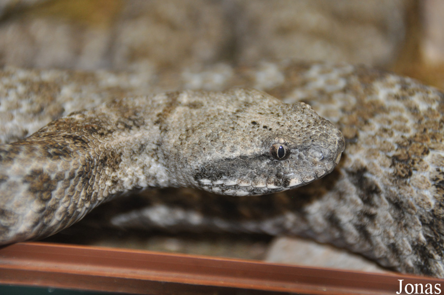 Macrovipera schweizeri