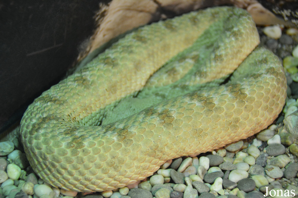 Pseudocerastes persicus