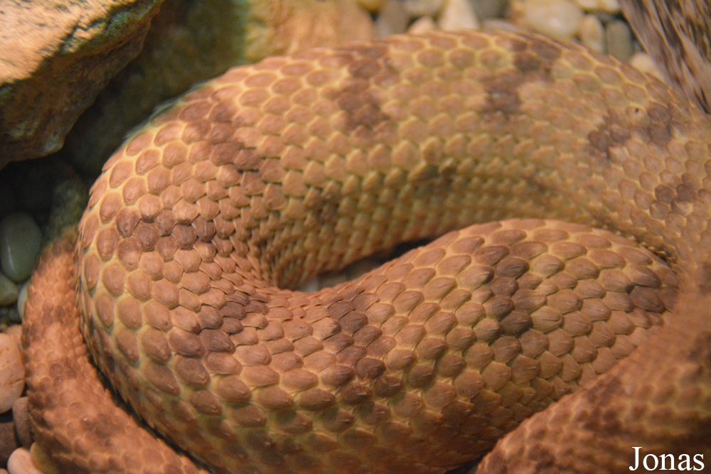 Pseudocerastes persicus
