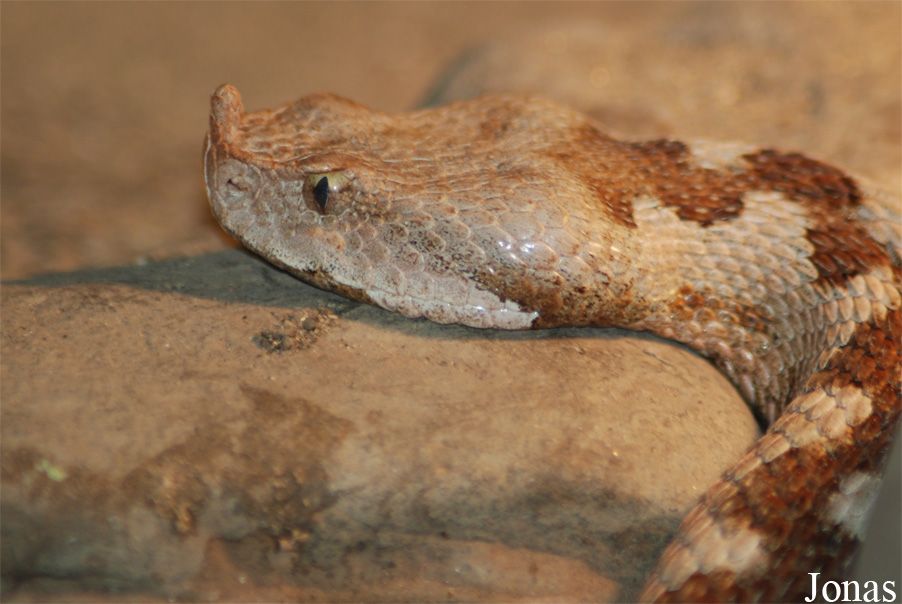 Vipera ammodytes