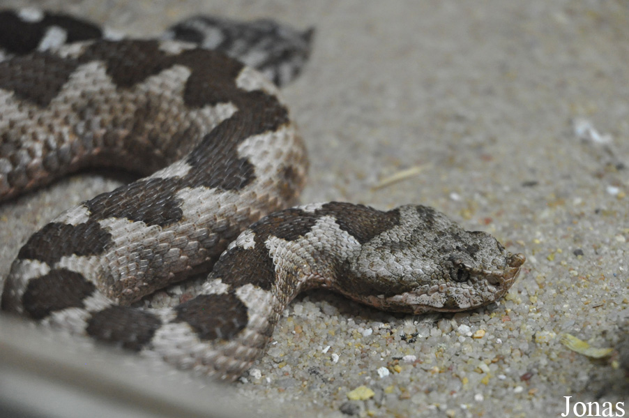 Vipera ammodytes