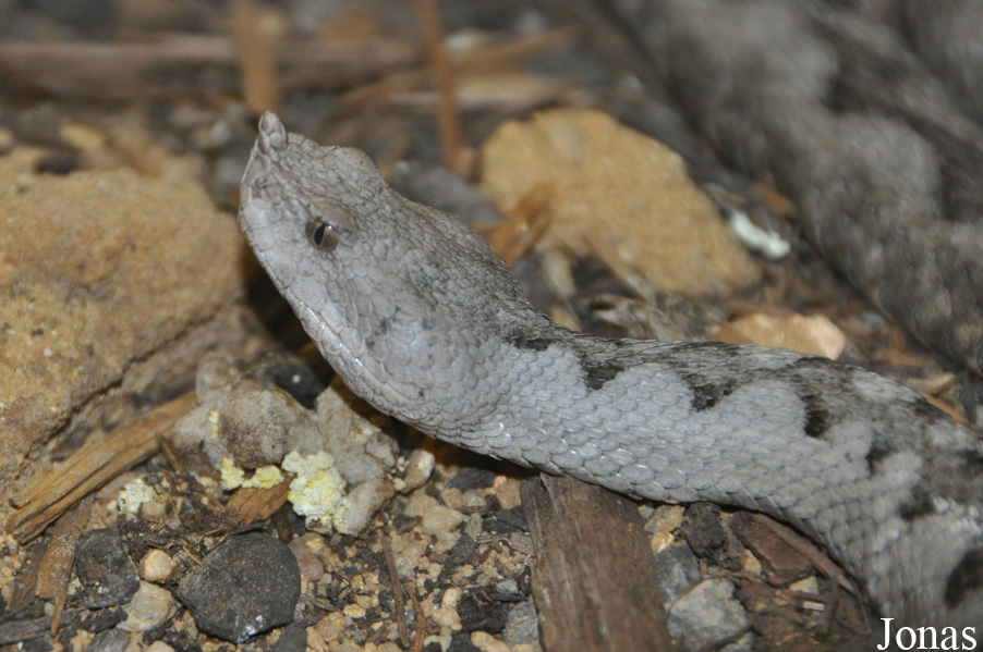 Vipera ammodytes gregorwallneri