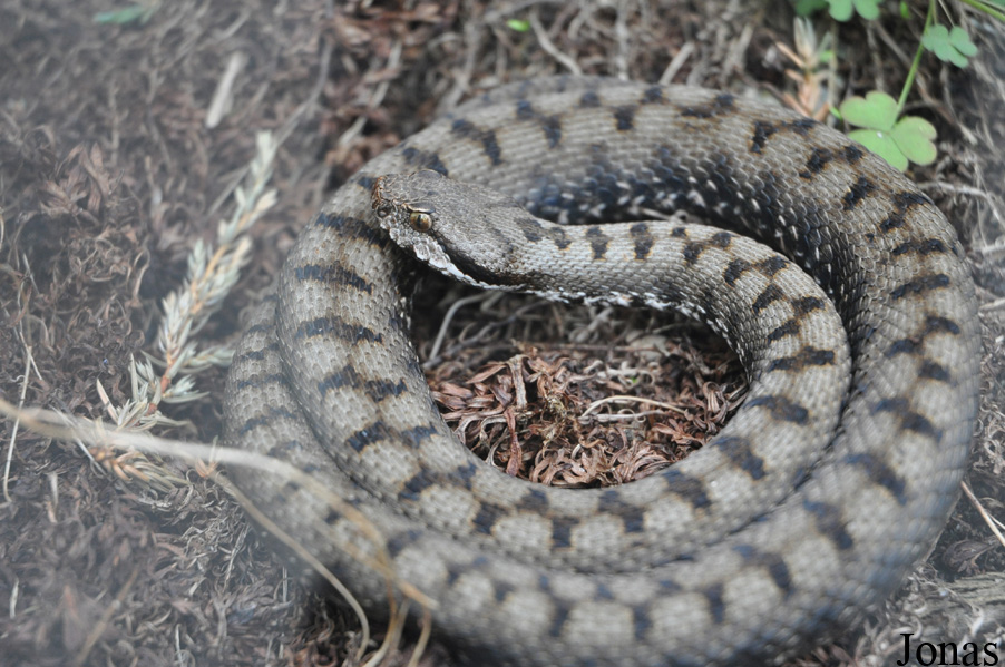 Vipera aspis