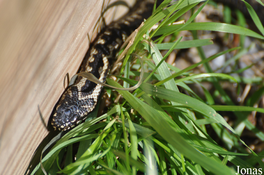 Vipera berus
