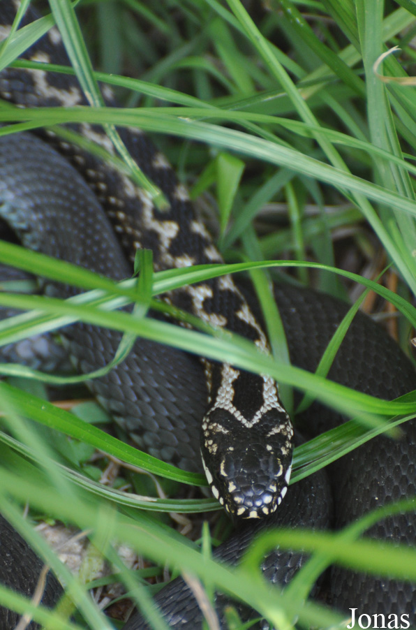 Vipera berus
