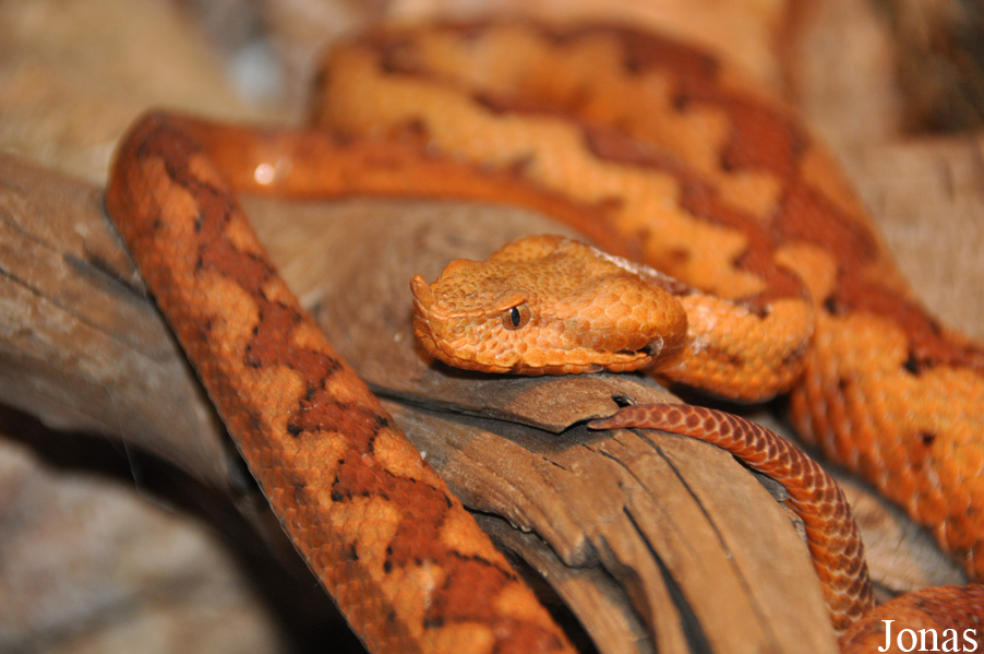 Vipera latastei