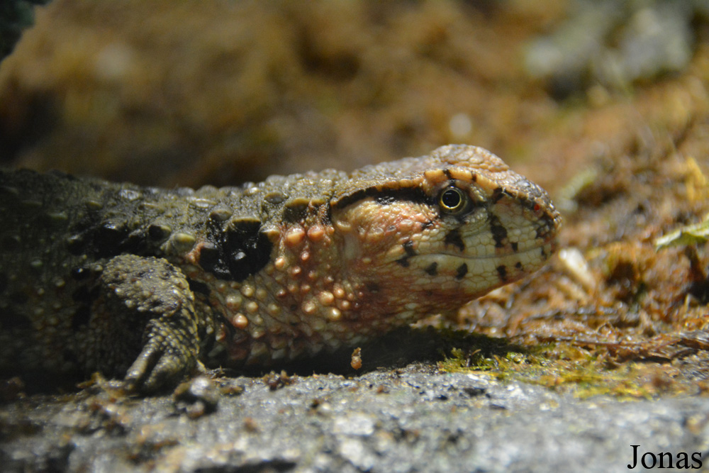 Shinisaurus crocodilurus