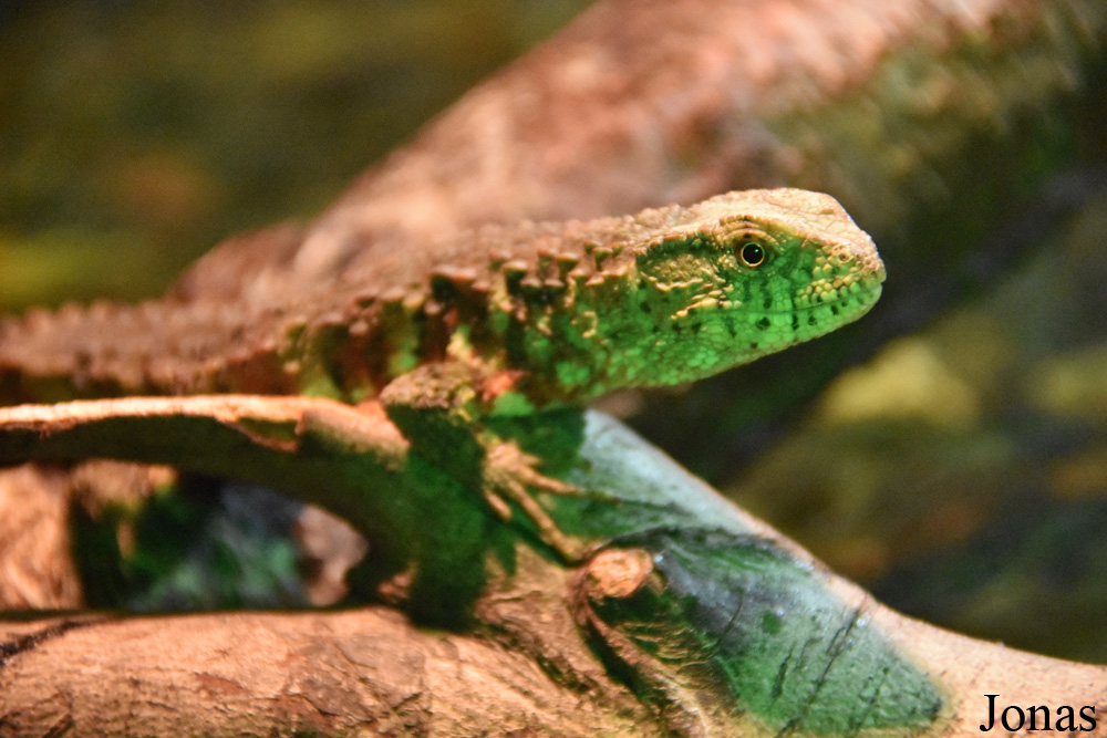 Shinisaurus crocodilurus