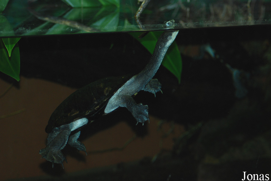Chelodina longicollis