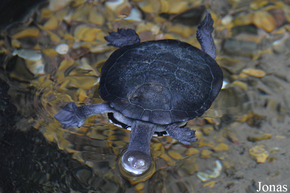 Chelodina longicollis