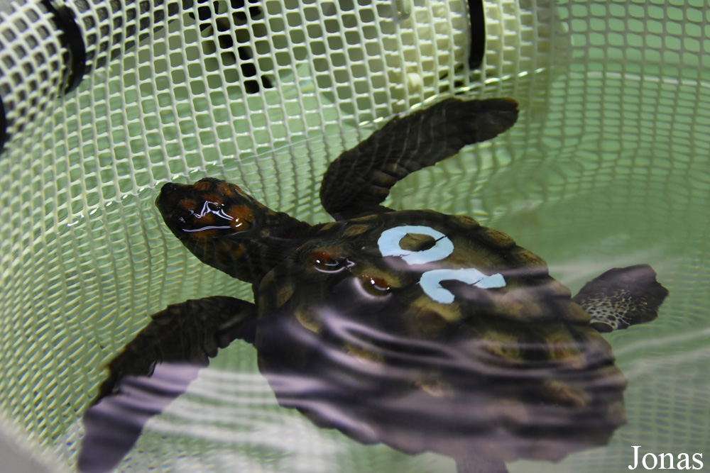 Caretta caretta