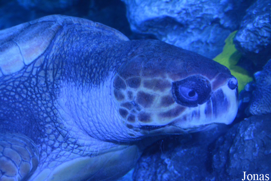 Caretta caretta