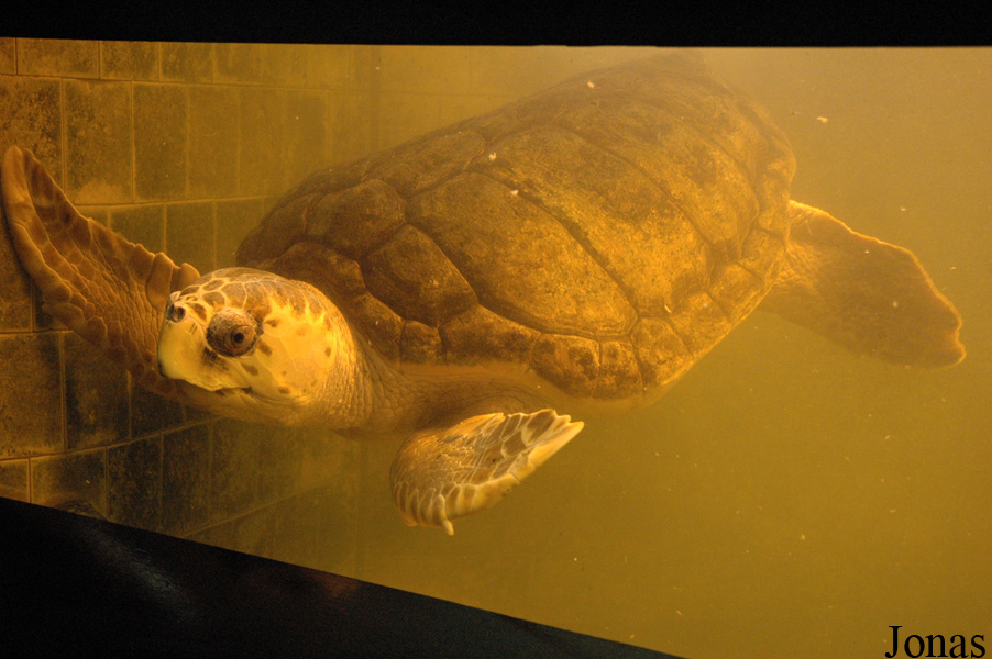 Caretta caretta