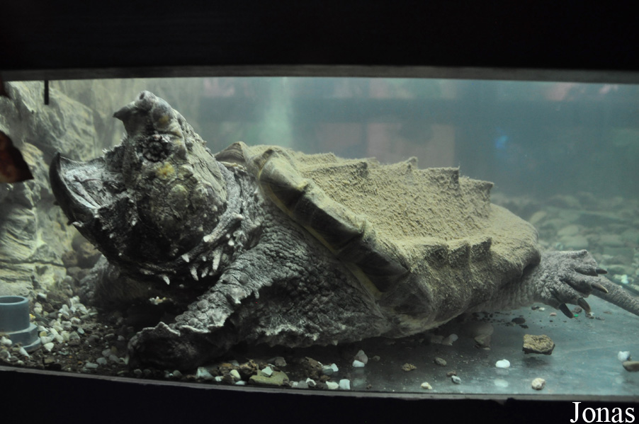 Macrochelys temminckii