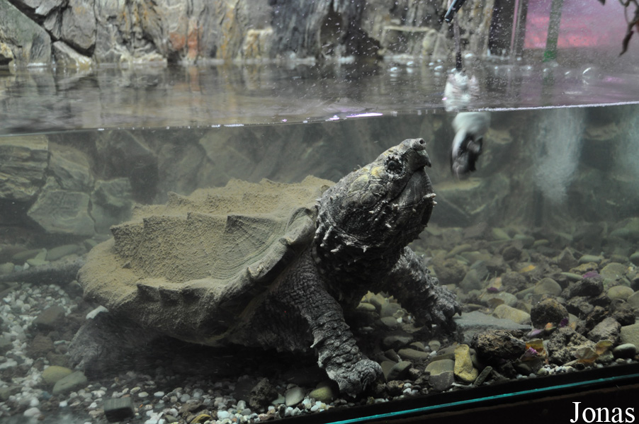 Macrochelys temminckii