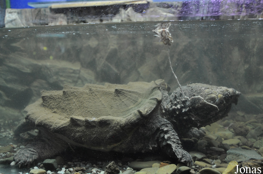 Macrochelys temminckii