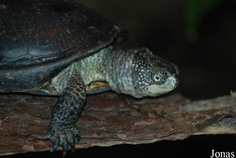 Emys orbicularis