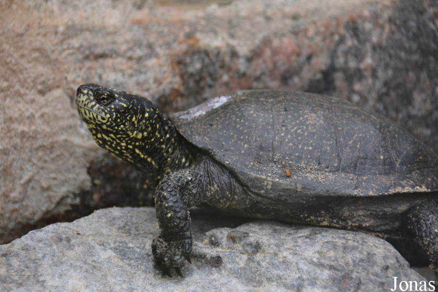 Emys orbicularis