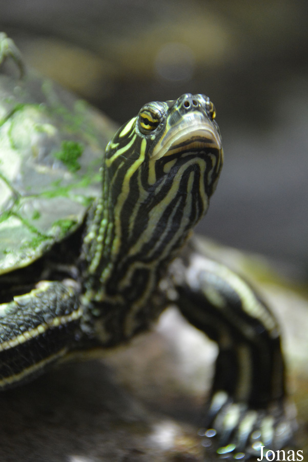 Graptemys flavimaculata