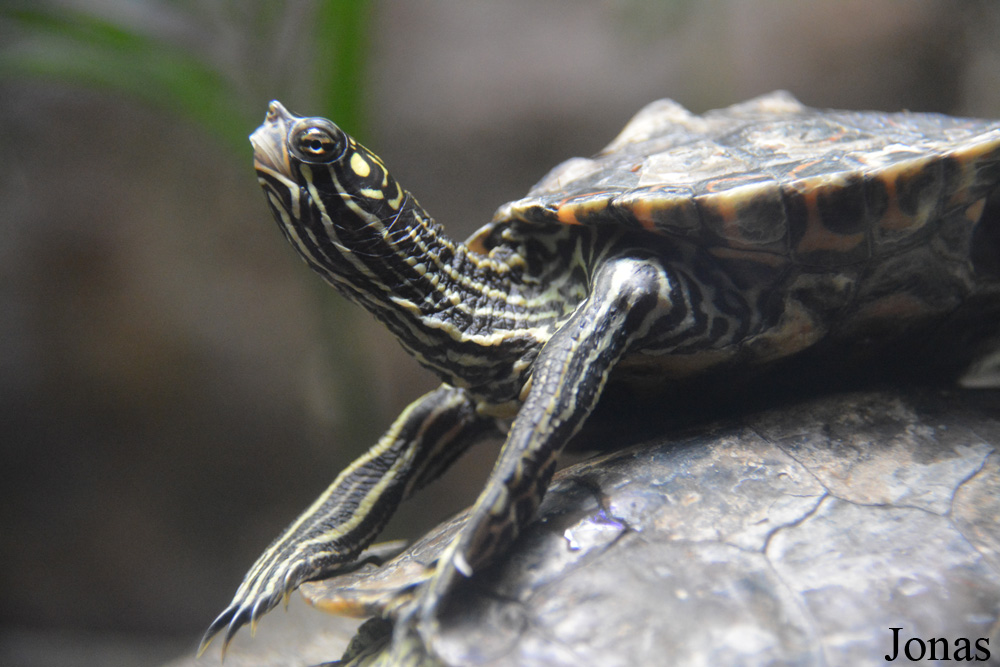 Graptemys oculifera