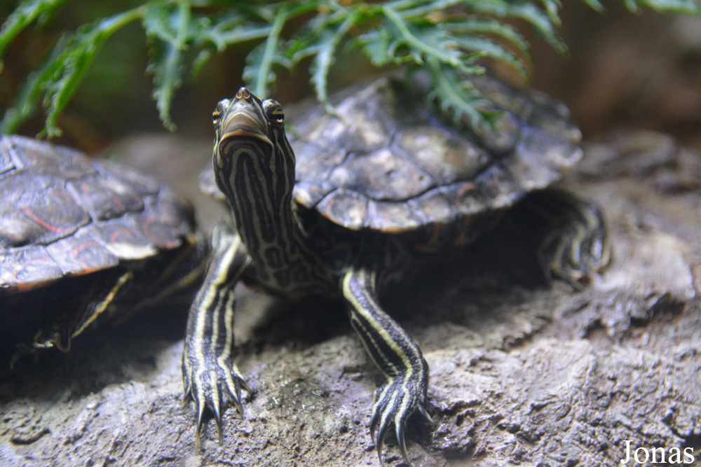 Graptemys oculifera