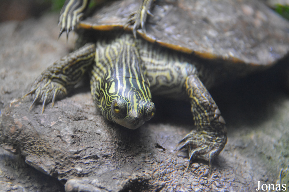 Graptemys oculifera