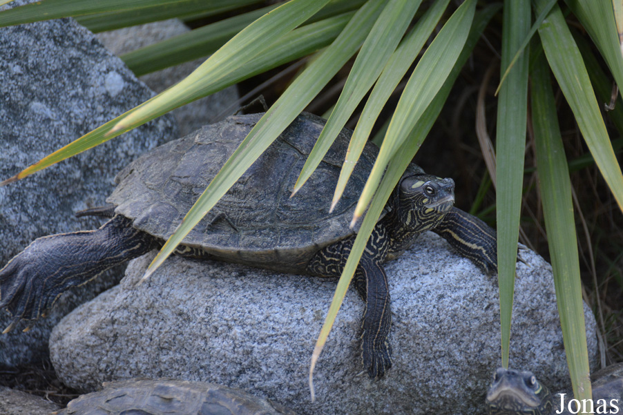 Graptemys ouachitensis