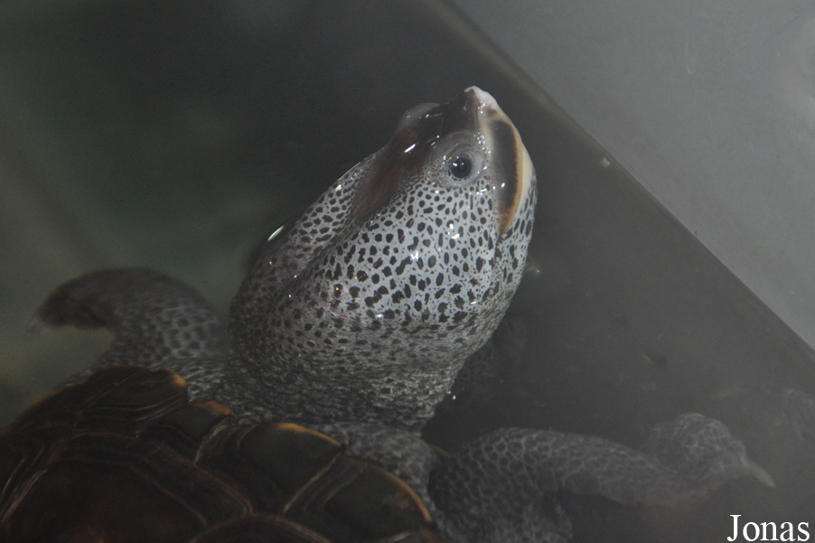 Malaclemys terrapin