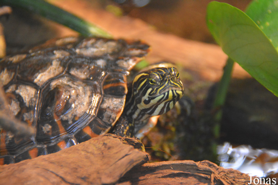 Pseudemys alabamensis
