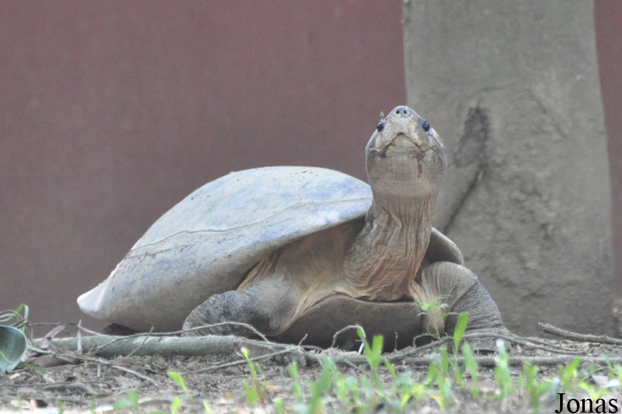 Batagur borneoensis