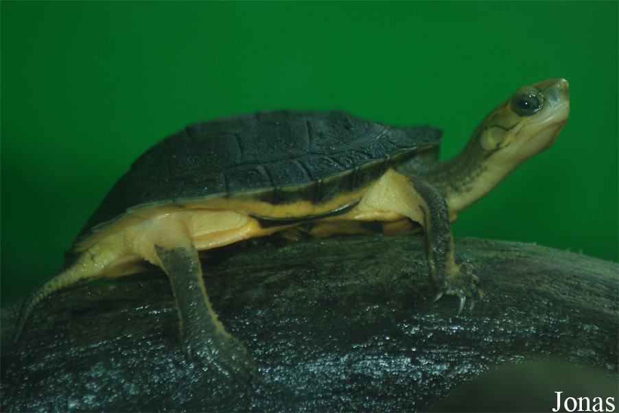 Cuora aurocapitata