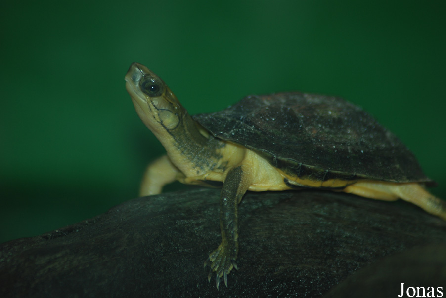 Cuora aurocapitata