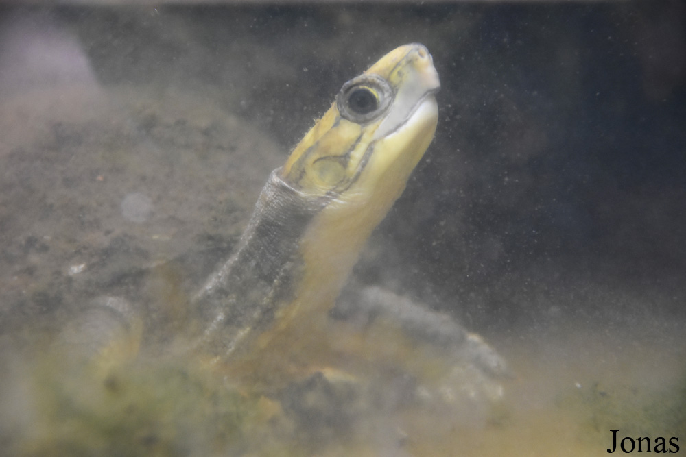 Cuora aurocapitata
