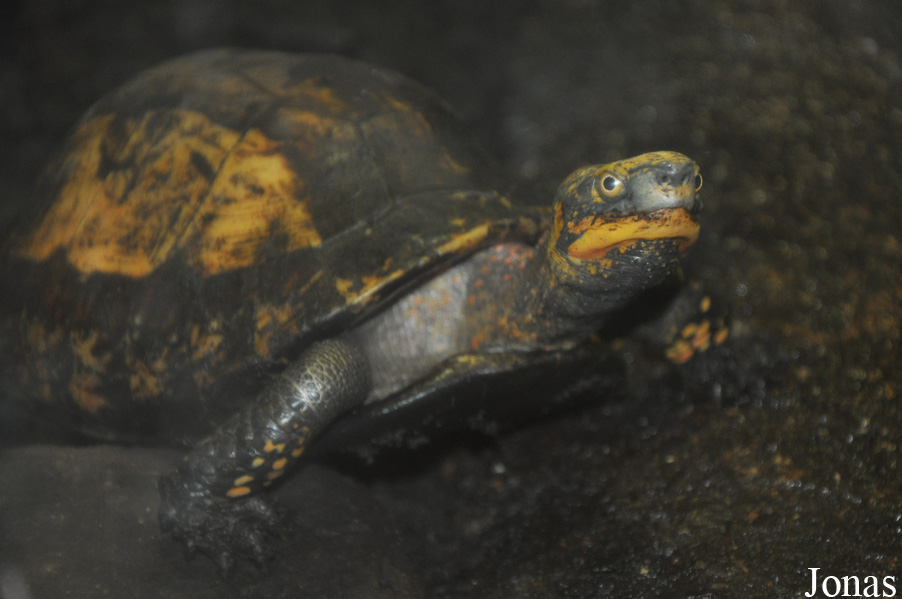 Cuora galbinifrons