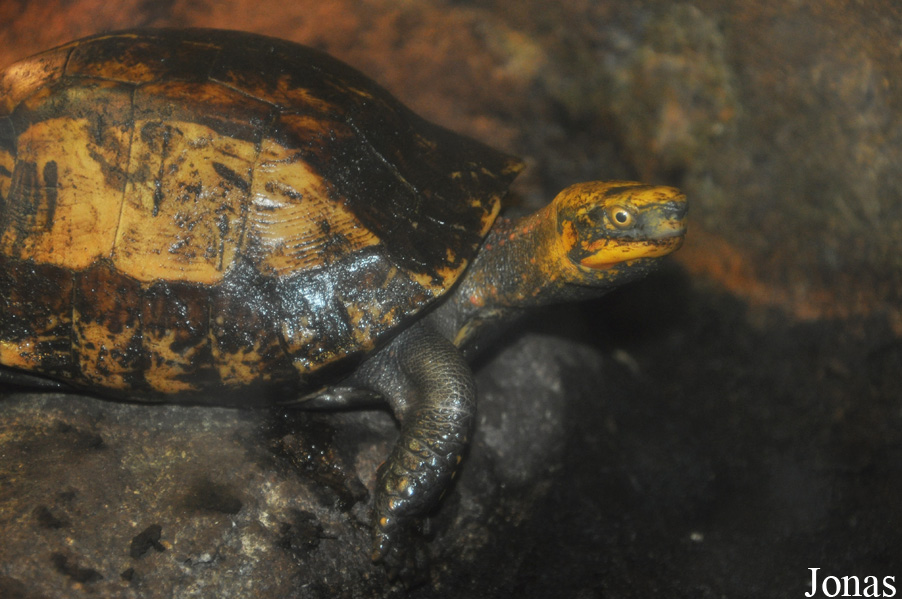 Cuora galbinifrons