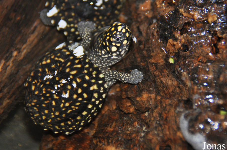 Geoclemys hamiltonii