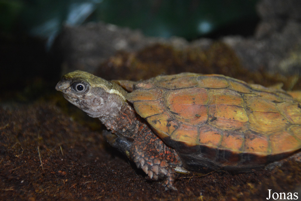 Geoemyda spengleri