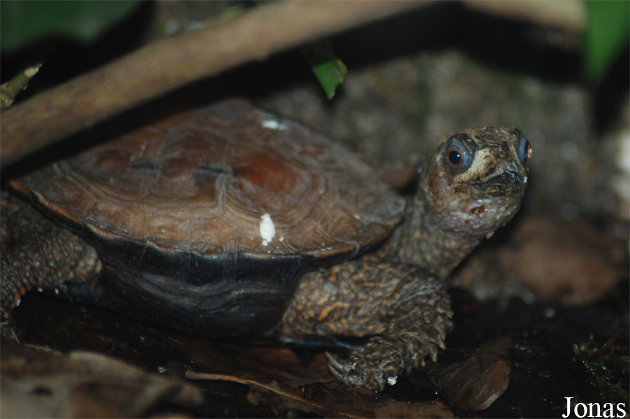 Geoemyda spengleri