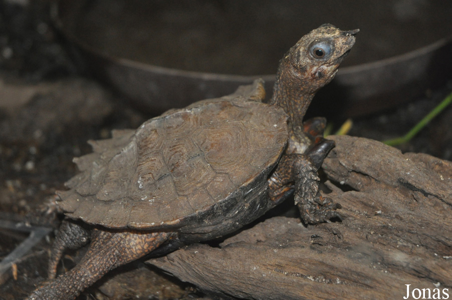 Geoemyda spengleri