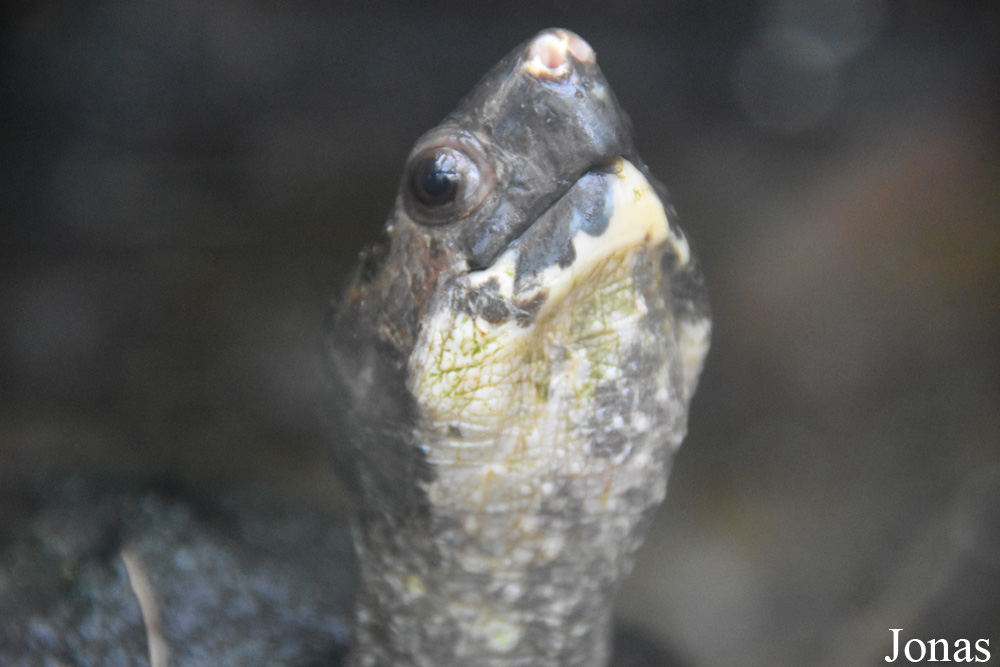 Leucocephalon yuwonoi