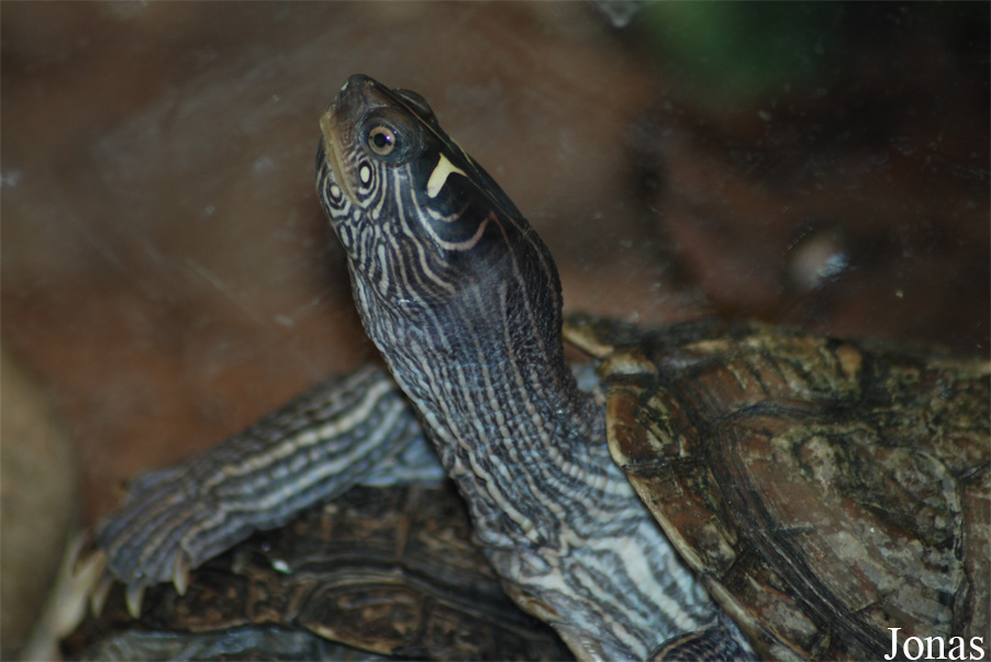 Mauremys caspica
