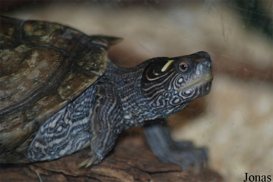 Mauremys caspica