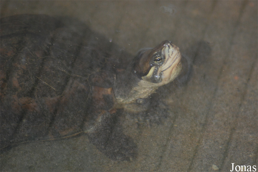Mauremys mutica